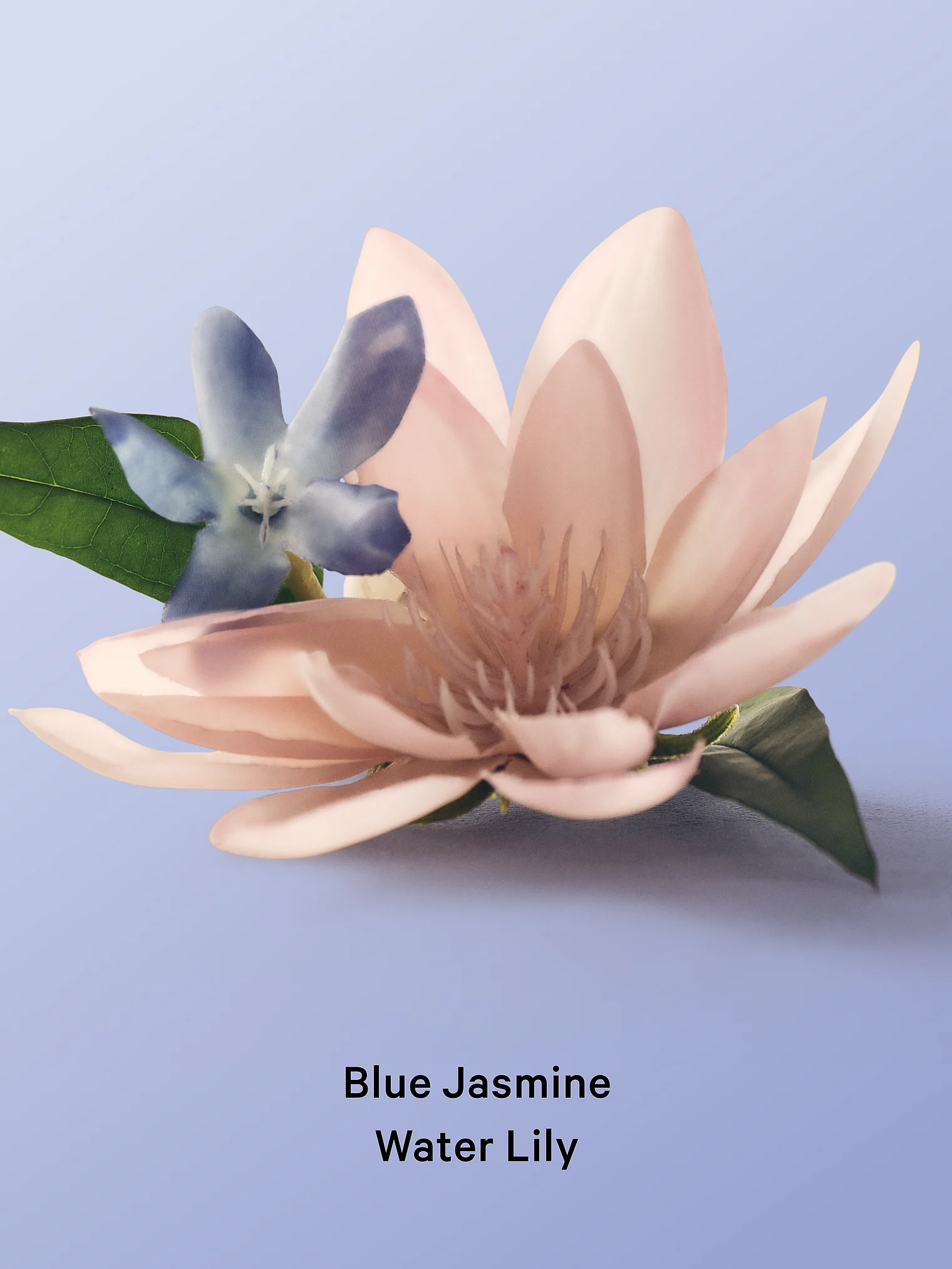 بطری اسپری بدن و مو Blue jasmine water lily ویکتوریا سکرت، نمای نزدیک برچسب و درپوش