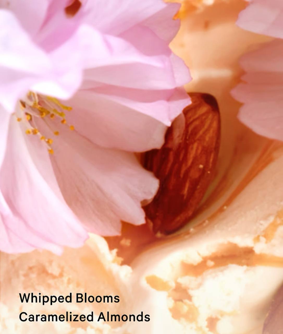 بادی میست velvet Petal brulee ویکتوریا سکرت، نمای نزدیک برچسب و سر اسپری بطری