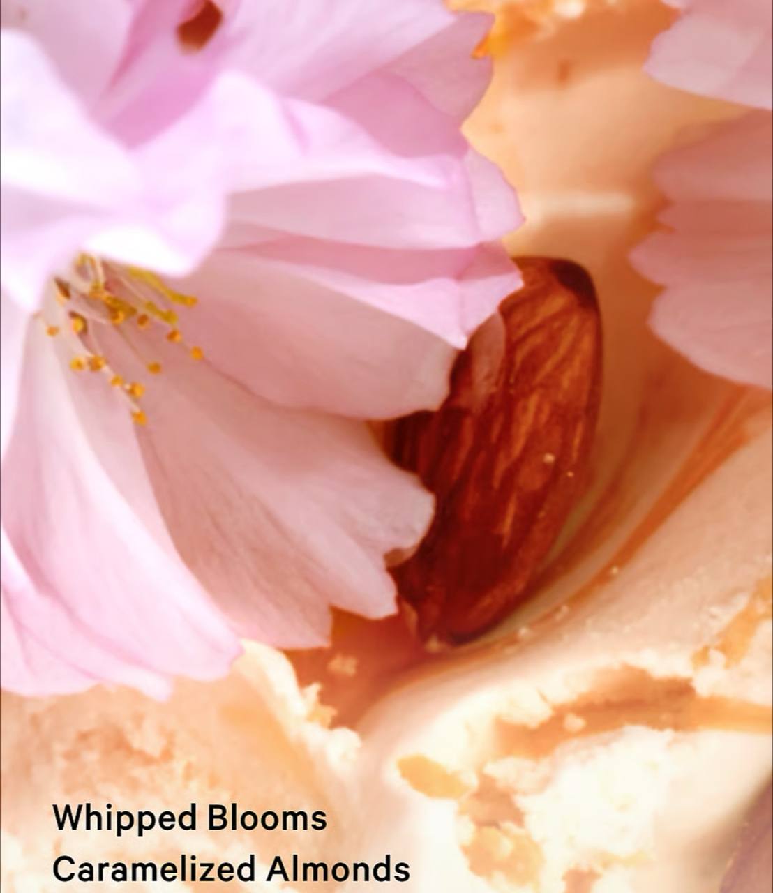 لوسیون بدن Velvet Petal brulee ویکتوریا سکرت، نمای نزدیک از بافت و رنگ محصول