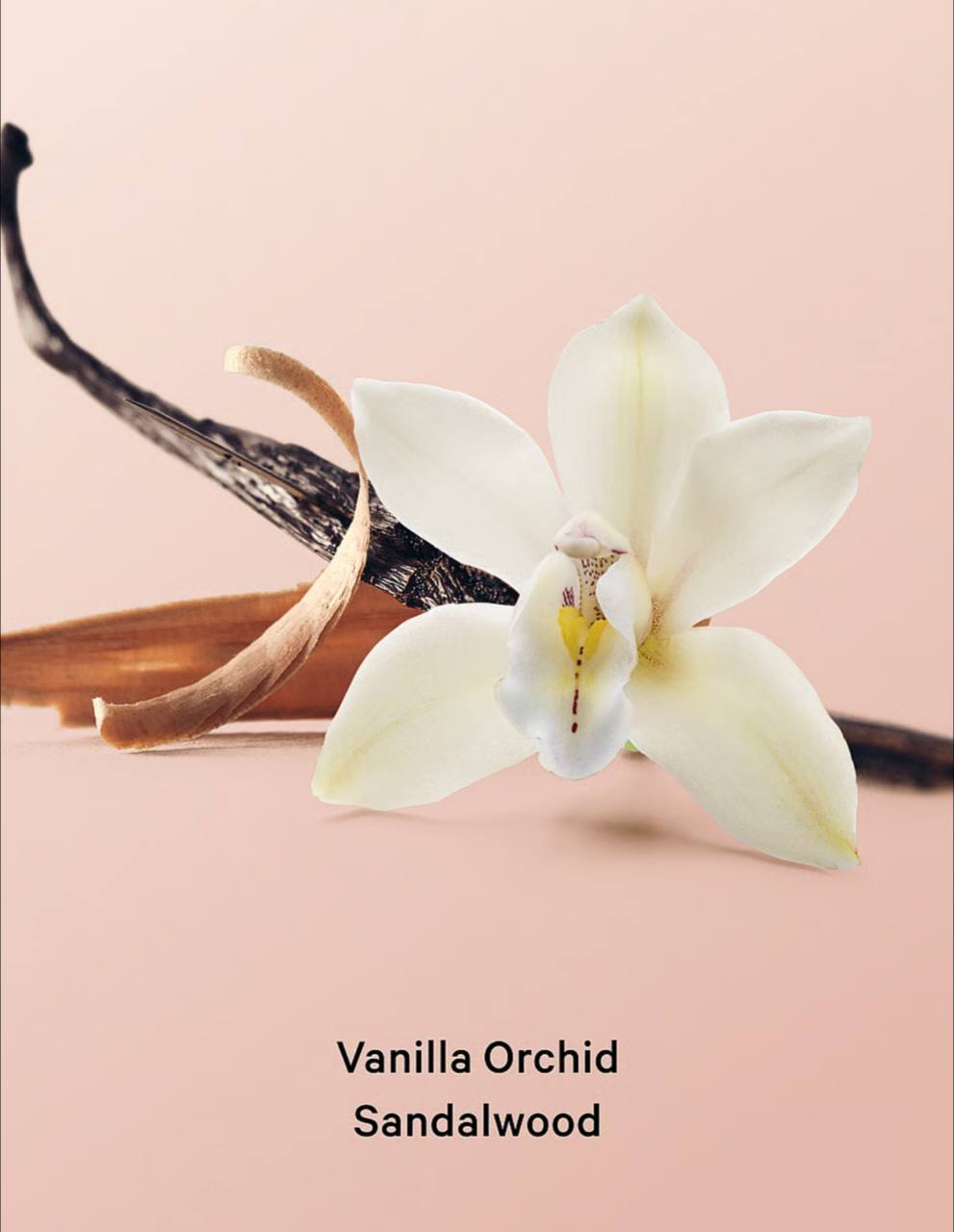 نمای نزدیک از بافت دانه‌دار اسکراب بدن، لاین Vanilla Orchid Sandalwood ویکتوریا سکرت