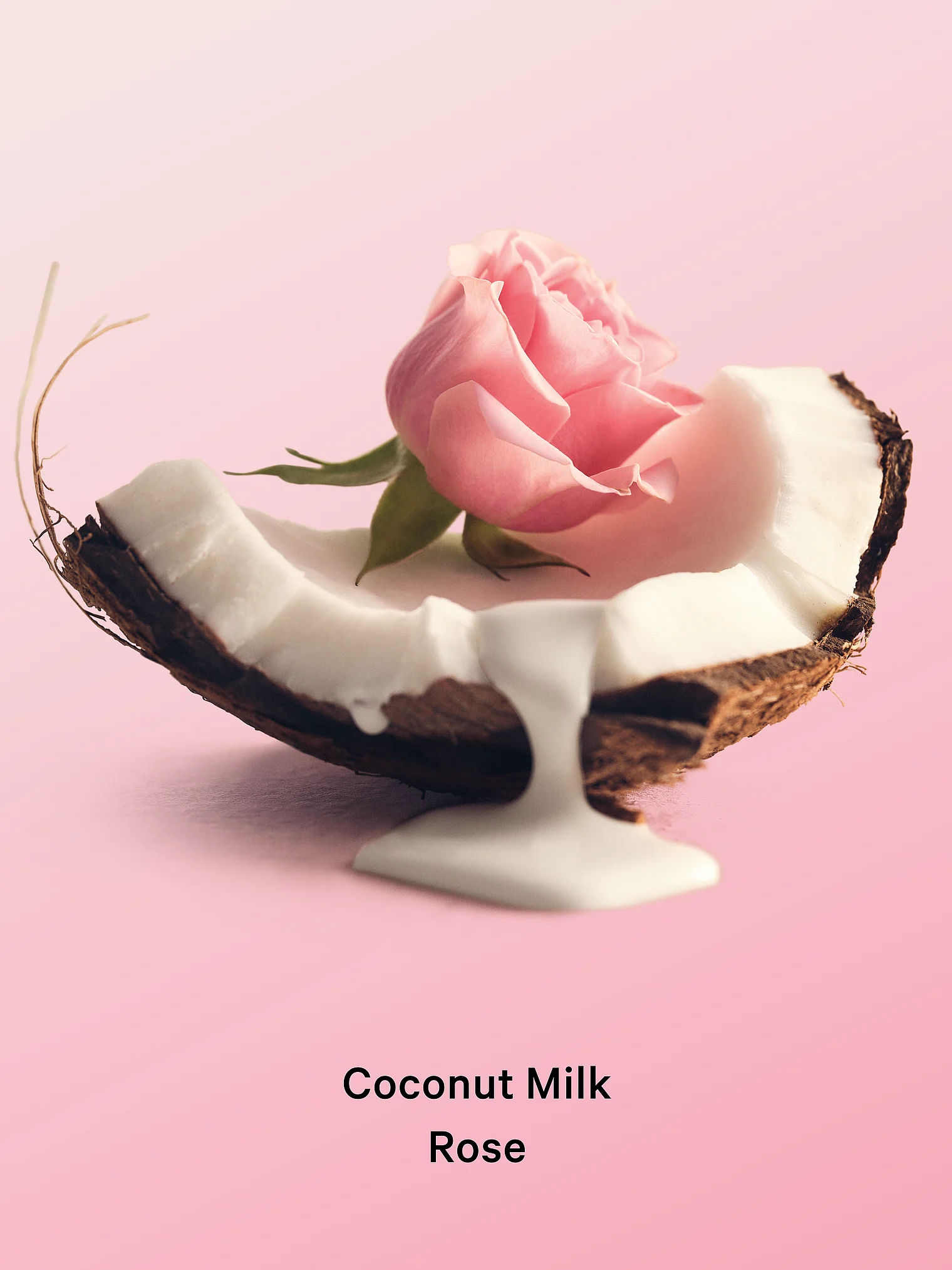بافت روغن بدن Coconut milk rose ویکتوریا سکرت روی دست، رایحه‌ی رز و شیر نارگیل