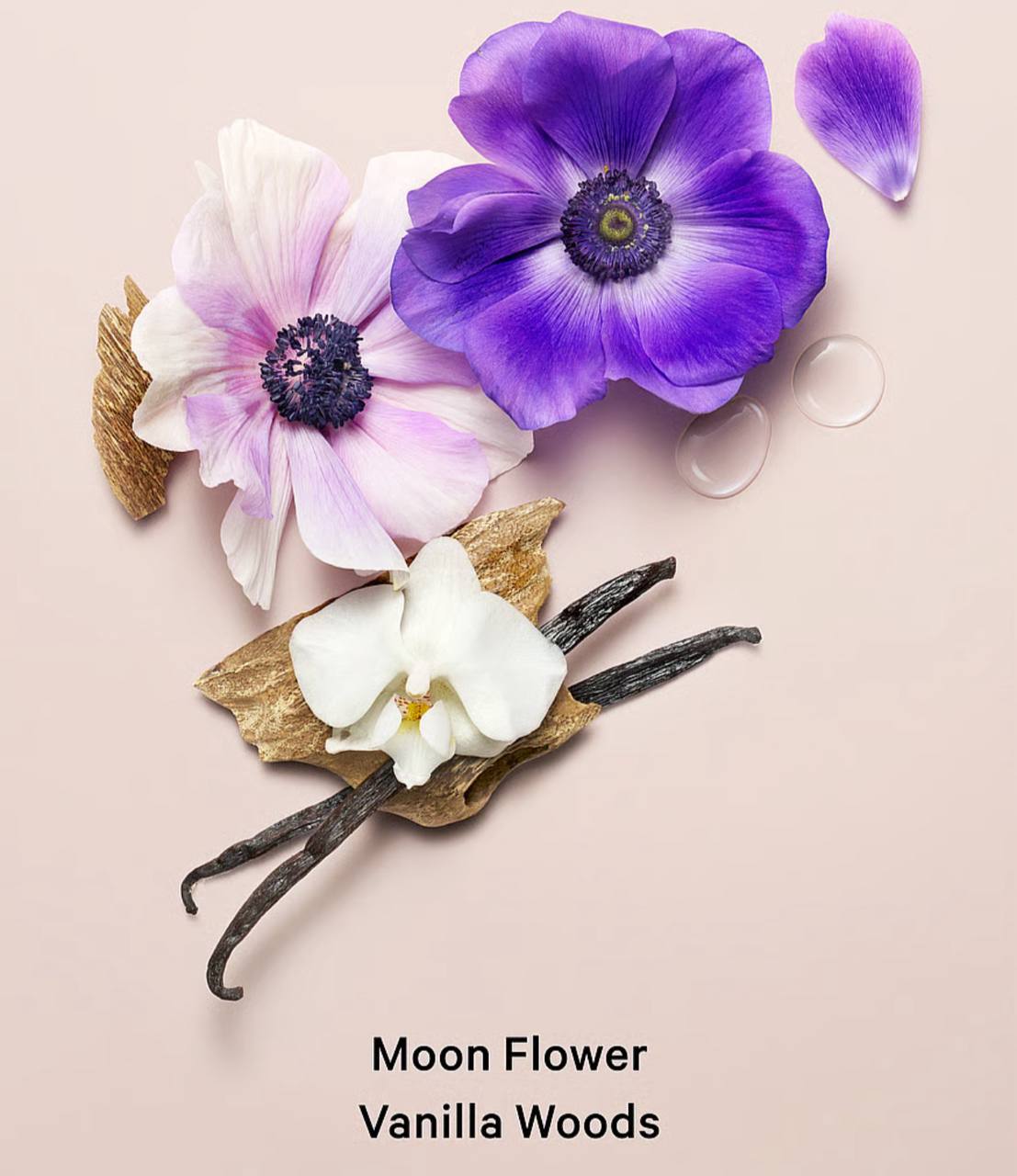 بادی میست Midnight Bloom ویکتوریا سکرت، نمای کناری بطری در کنار جعبه محصول